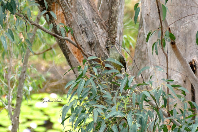bi31%2B-%2Bfemale%2Bsatin%2Bbowerbird.JPG