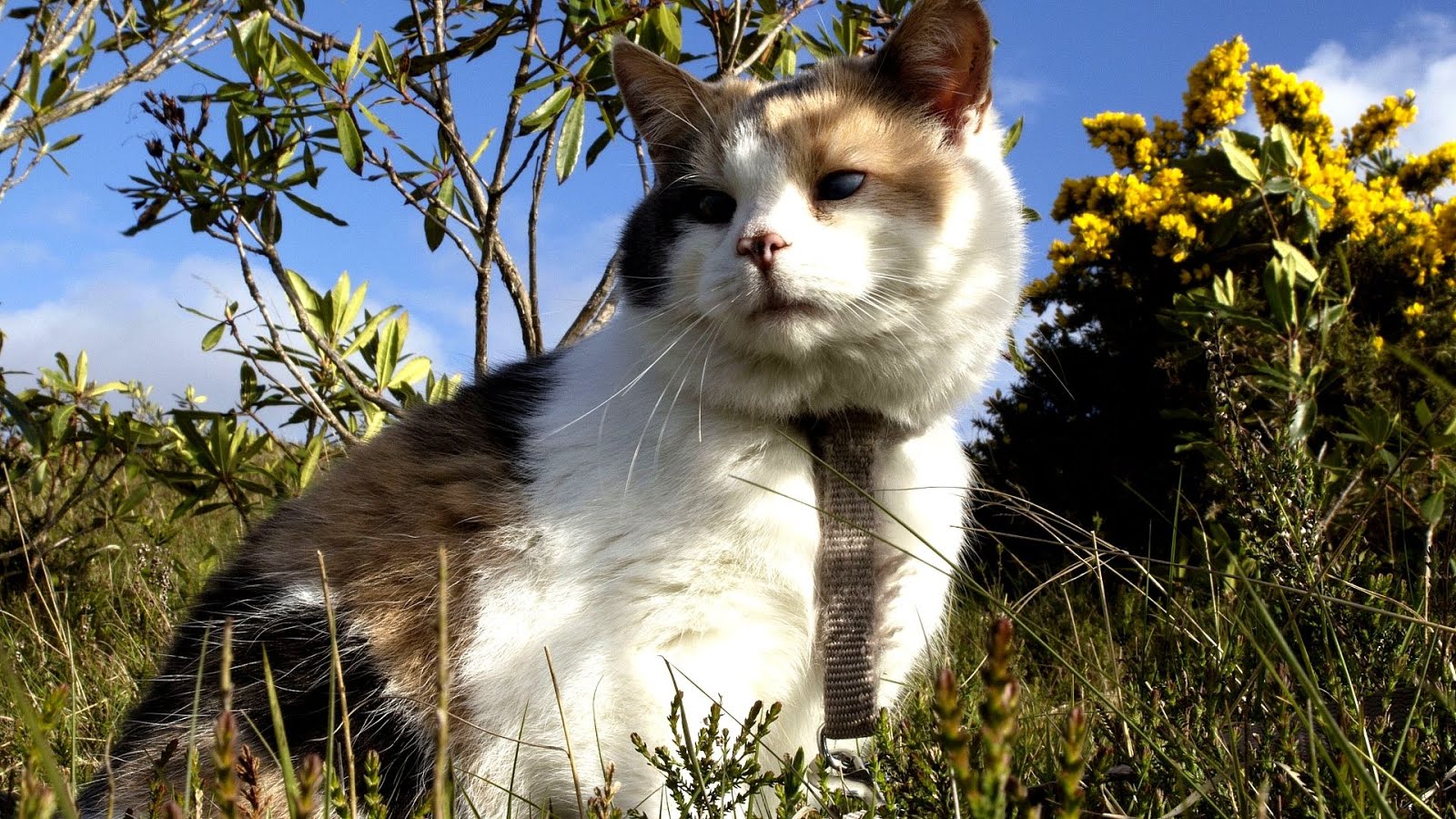 Get Rid Of Unwanted Cats Cat Choices get-rid-of-unwanted-cats-cat-choices