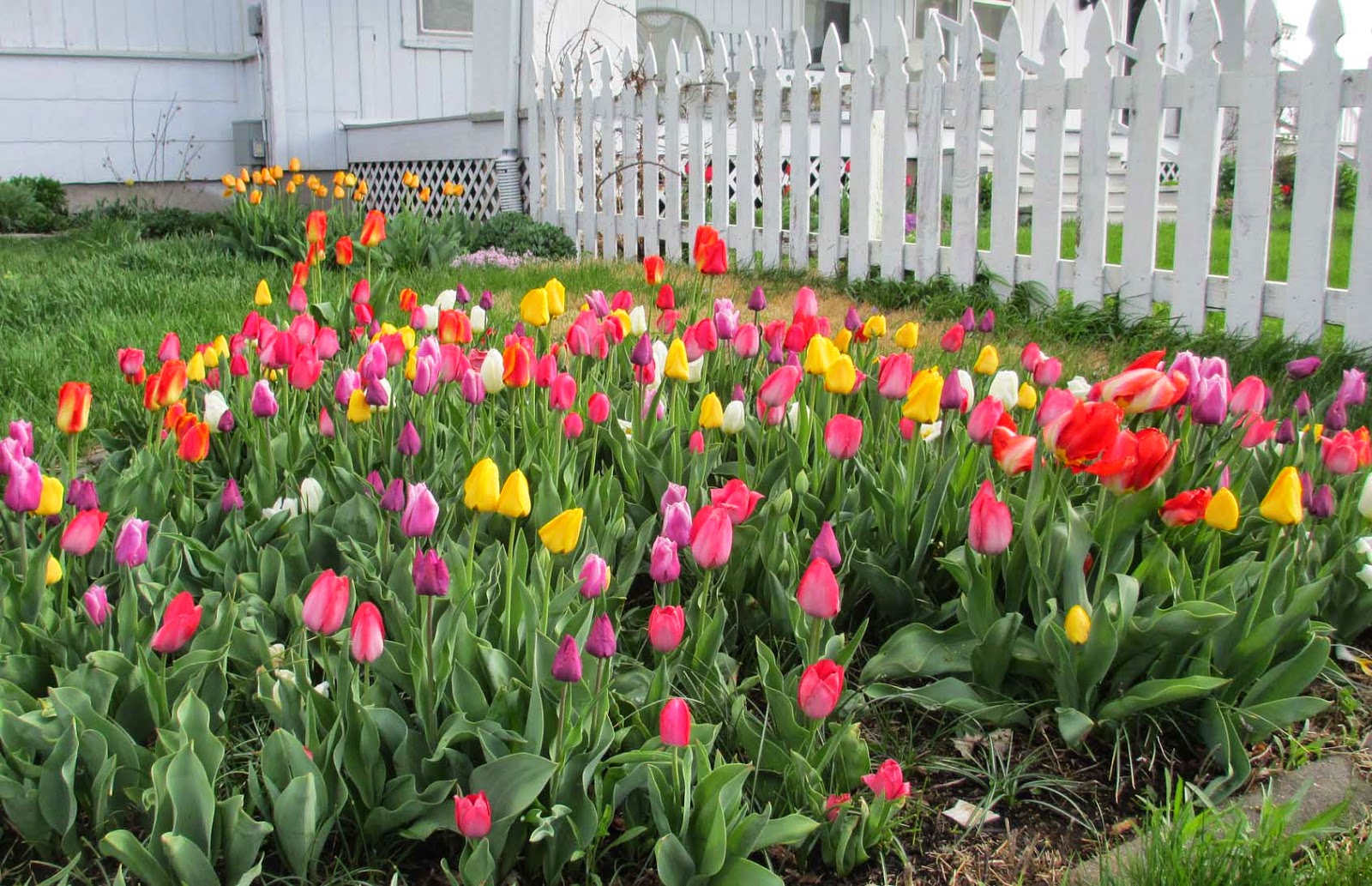 Будут ли цвести тюльпаны посаженные весной. Клумба рабатка тюльпан Лилия. Клумба с тюльпанами. Тюльпаны в цветнике. Красивые клумбы с тюльпанами.