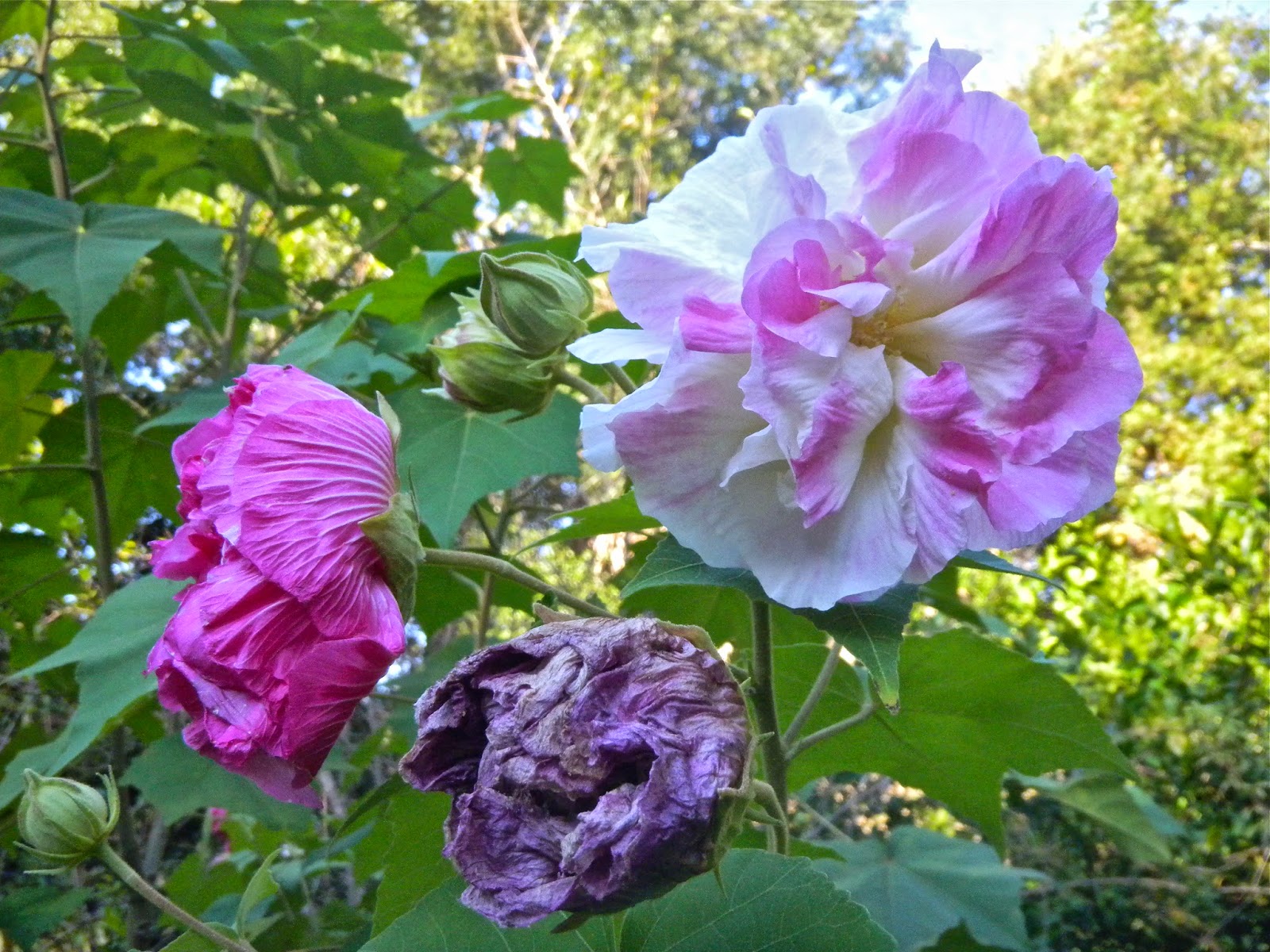 The Traveling Gardener