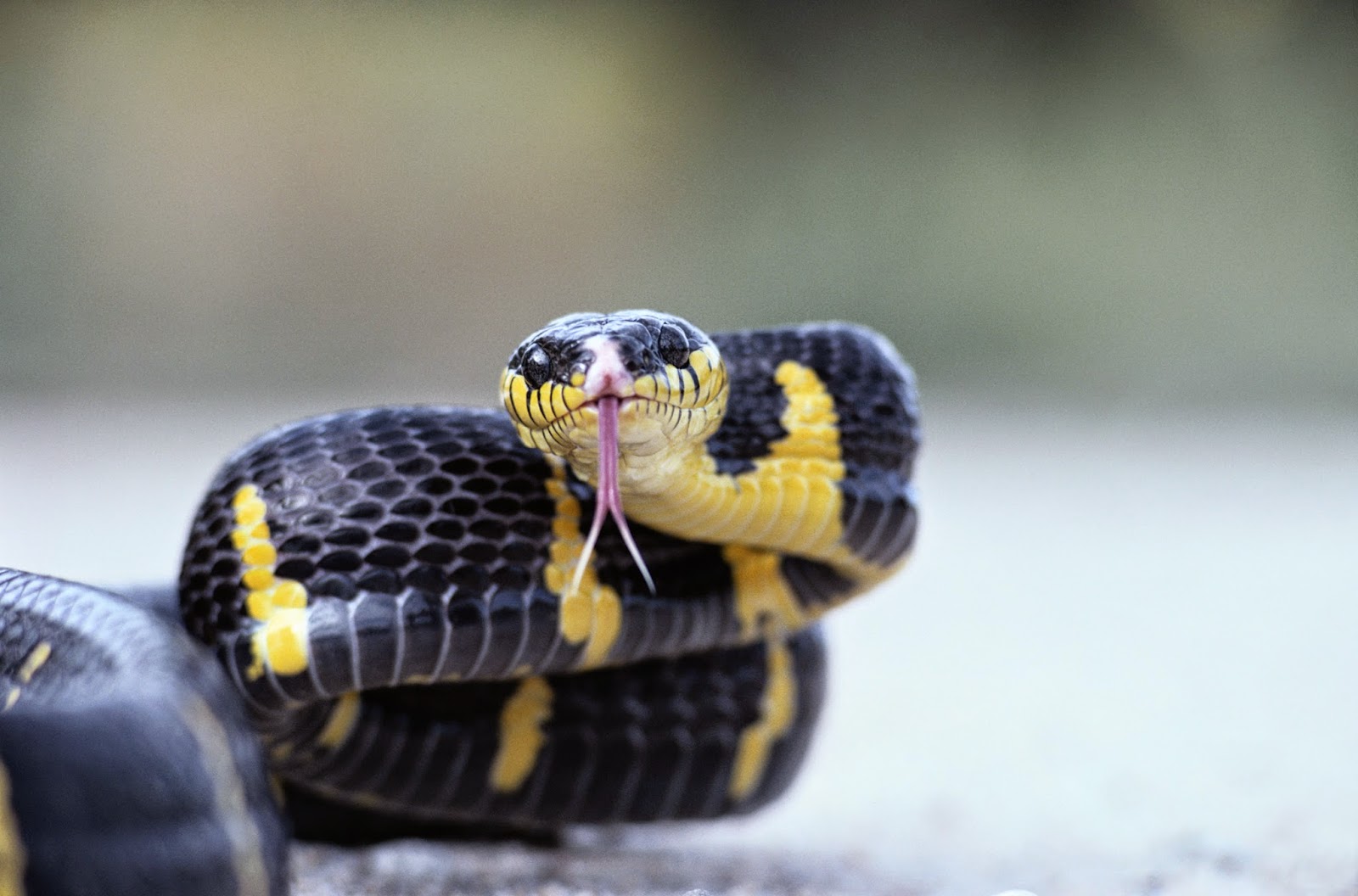 Чёрная змея с жёлтыми пятнами