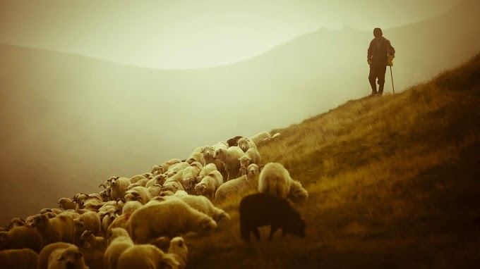 Salmo 23: Ungiendo las ovejas