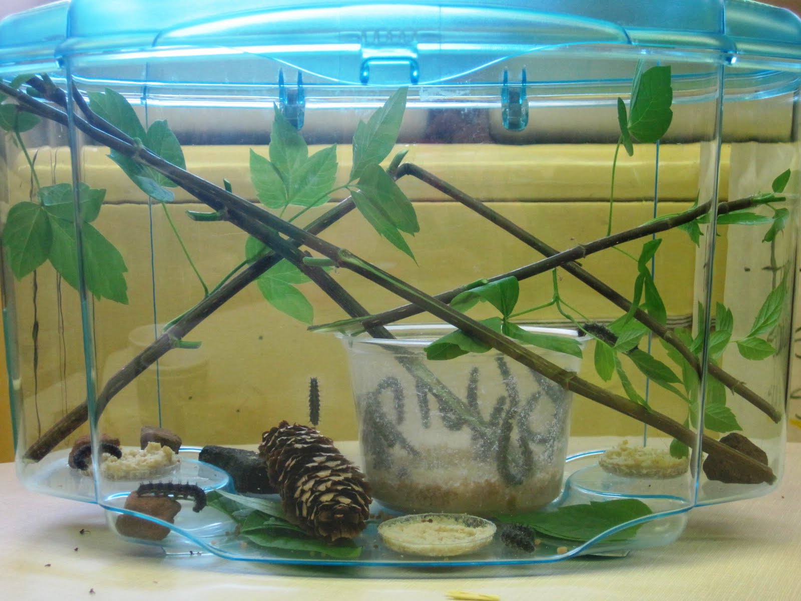 The Painted Lady Butterfly Blog