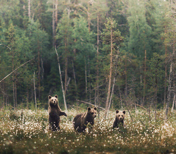 Konsta Punkka Fotografía Fotografía Animales
