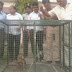 कानपुर - पनकी में बंदरो के आतंक, मुख्‍यमंत्री के आदेश पर वन विभाग ने लगाया मात्र एक पिंजरा 