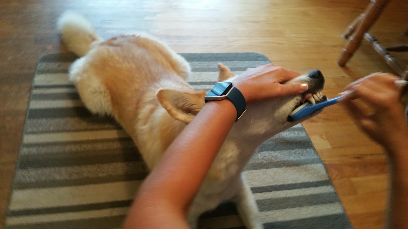 Tips for Dog Owners Do you brush your dog’s teeth?