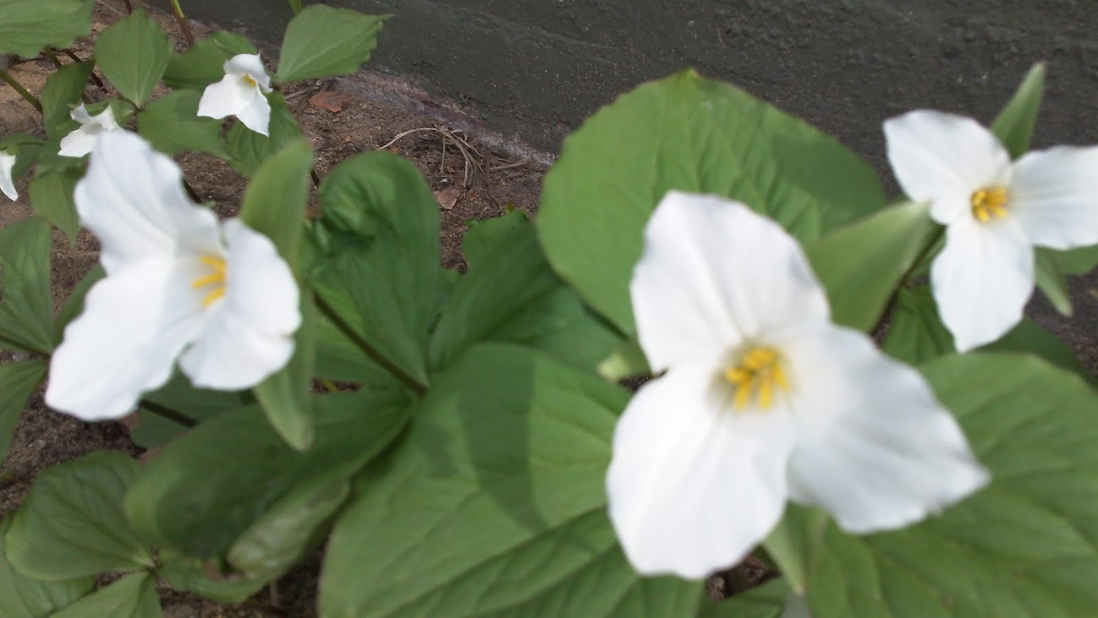Early Spring Weather in West Michigan