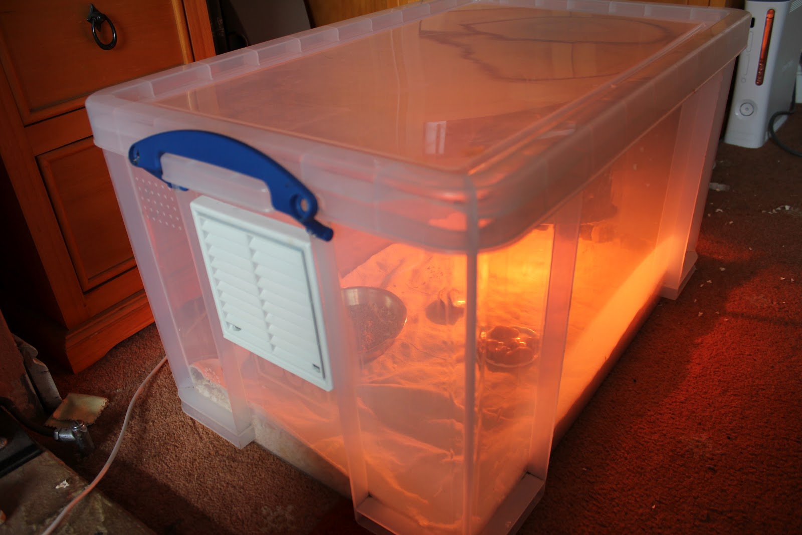 Development of Quails During incubation Setting up the Brooder