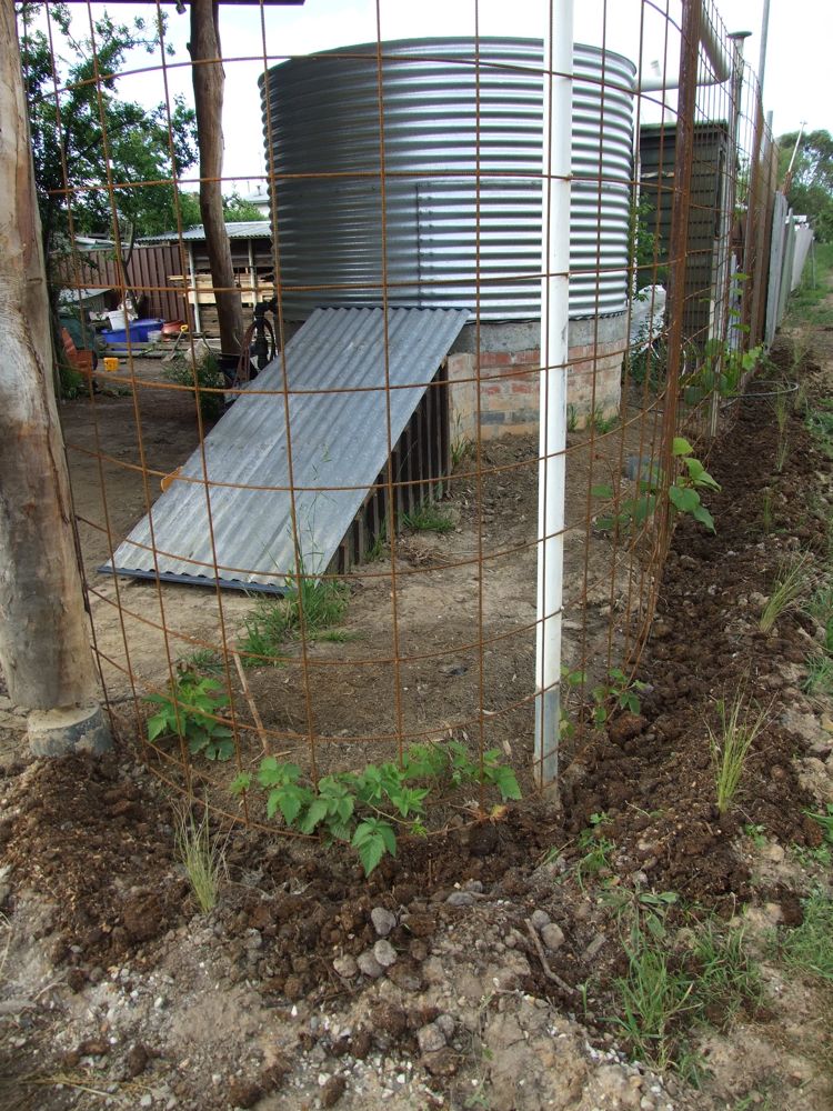 Maximising boysenberry yield