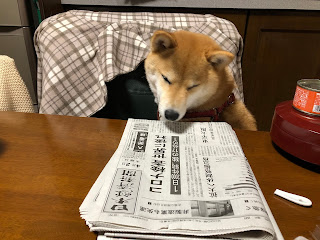 新型コロナウイルス感染症対策 富山市の新聞記事を読む柴犬ゆき