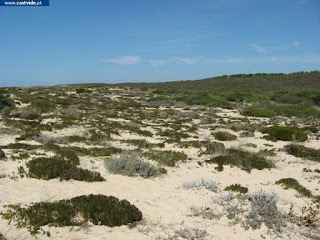 BEACH / Praia da Costa de Santo André, Santiago do Cacém, Portugal