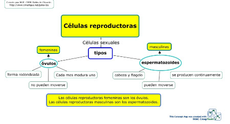 Mapa conceptual celulas femeninas y masculinas
