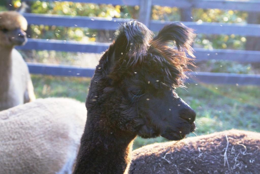Hidden Bend Retreat, Romney West Virginia Alpaca Mowing Crew