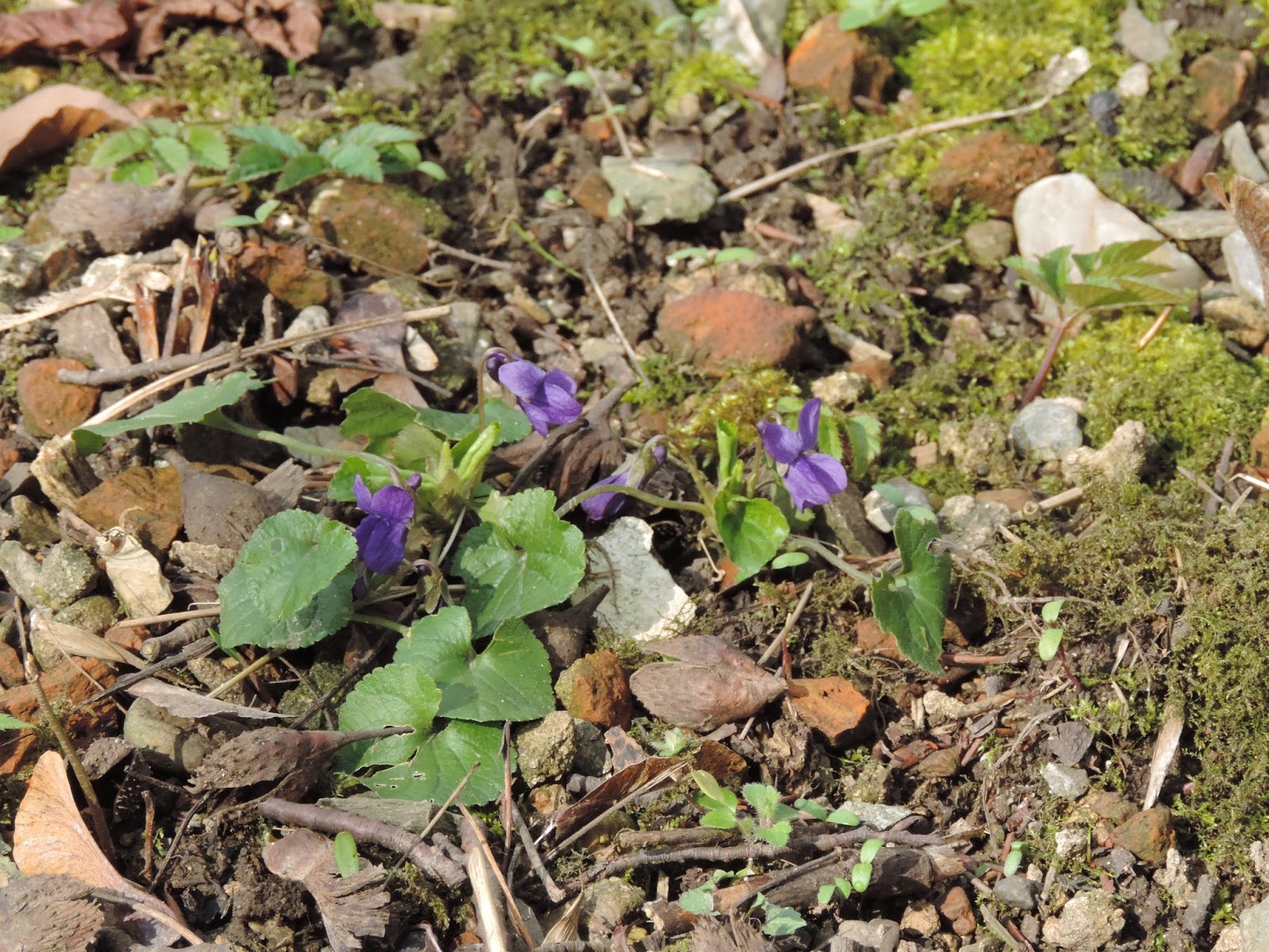 Frühlingswind geht durch die Gärten