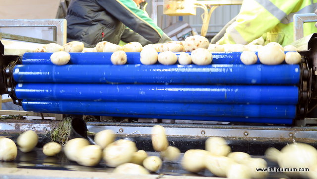 Potato production