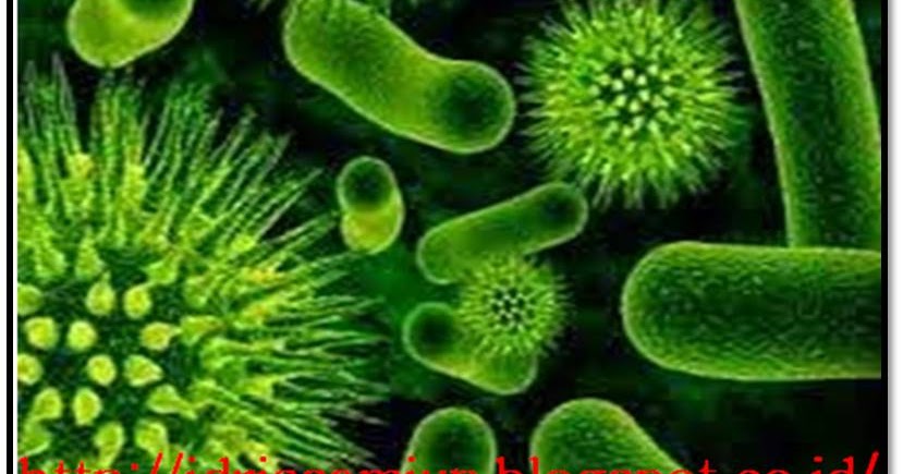 Habitat Bakteri – Idris Samiun