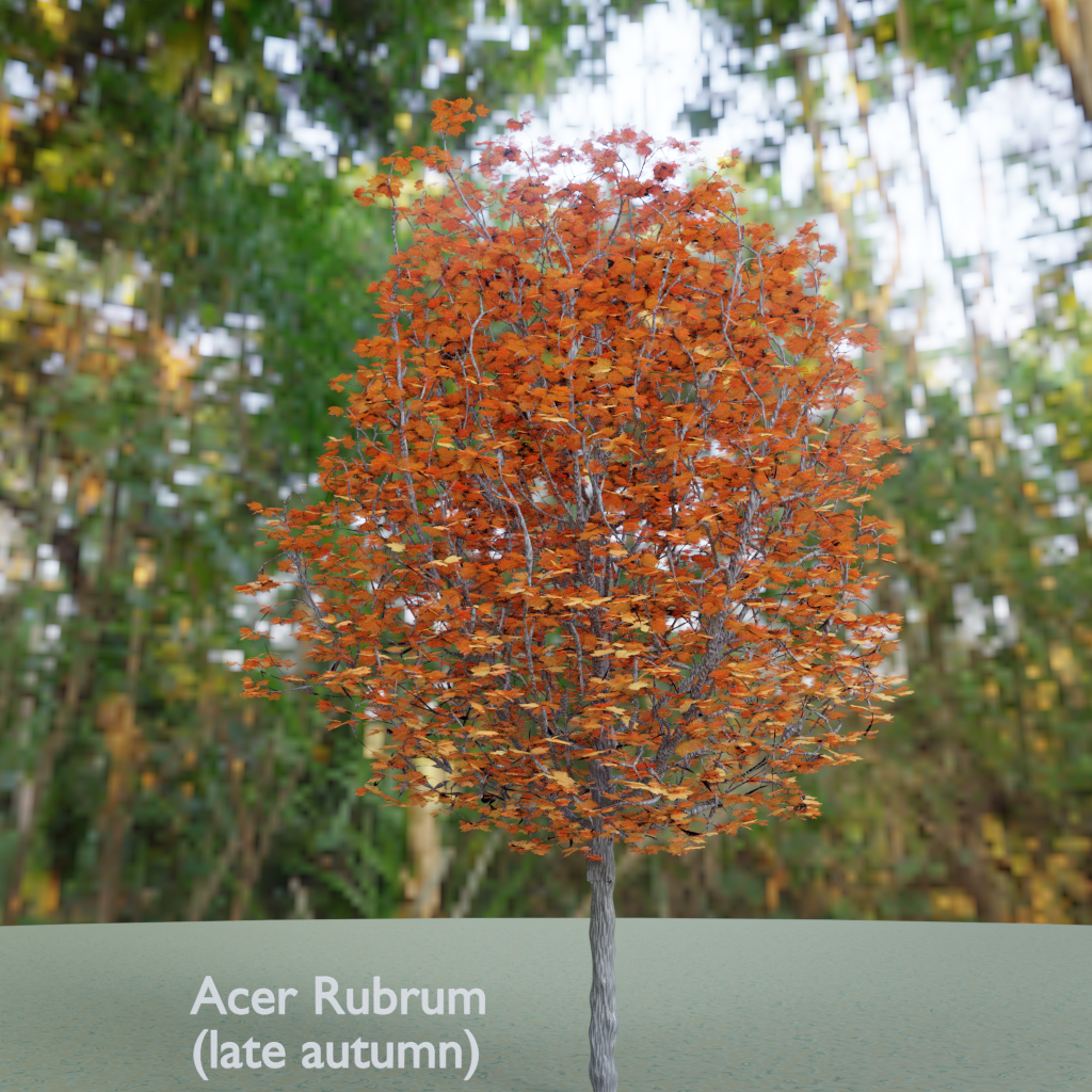 Acer rubrum - Wikipedia