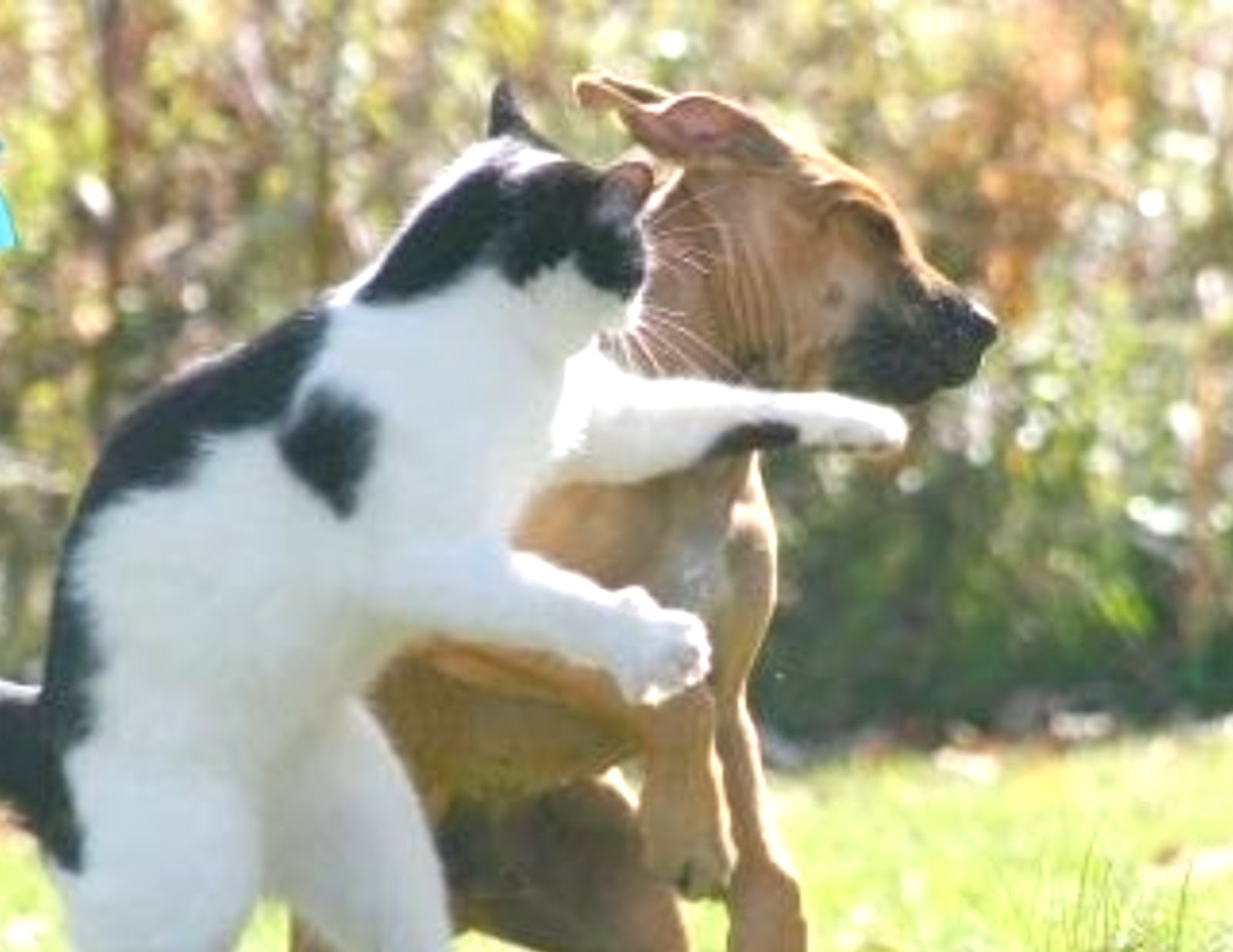 Gambar Dan Kata Kata Lucu Anjing Stok Gambar Lucu