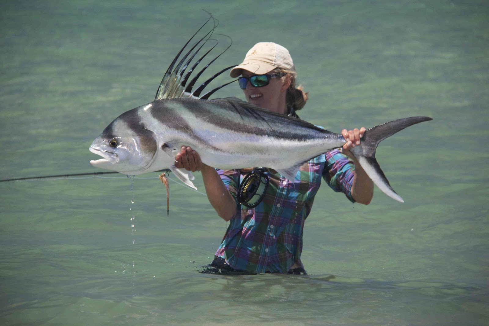 Fly Odyssey Newsletters Baja Roosterfish