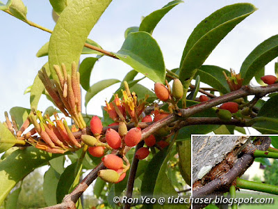Malayan Mistletoe (Dendrophthoe pentandra)