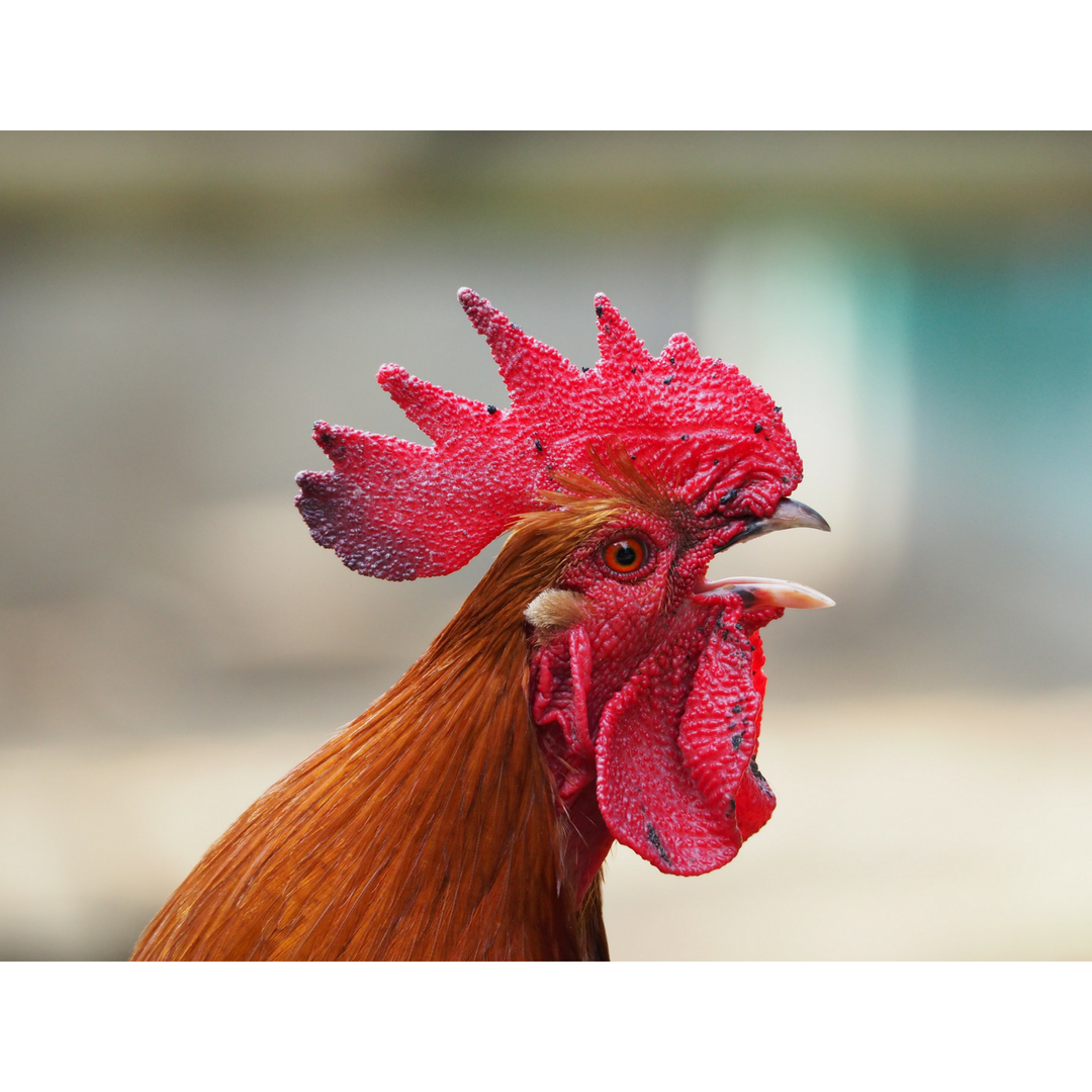 Kode Alam Ayam Berkokok Malam Hari