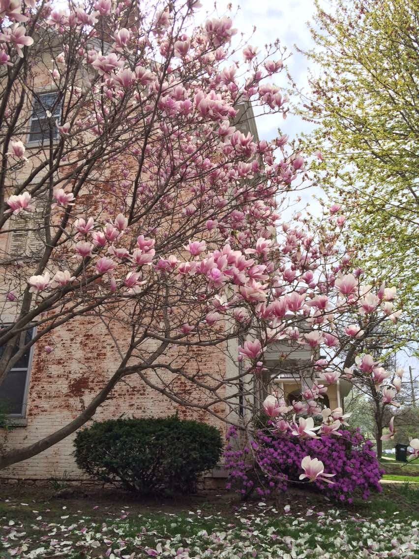 The spring in The University of Iowa the blooming flowers The spring in Iowa city