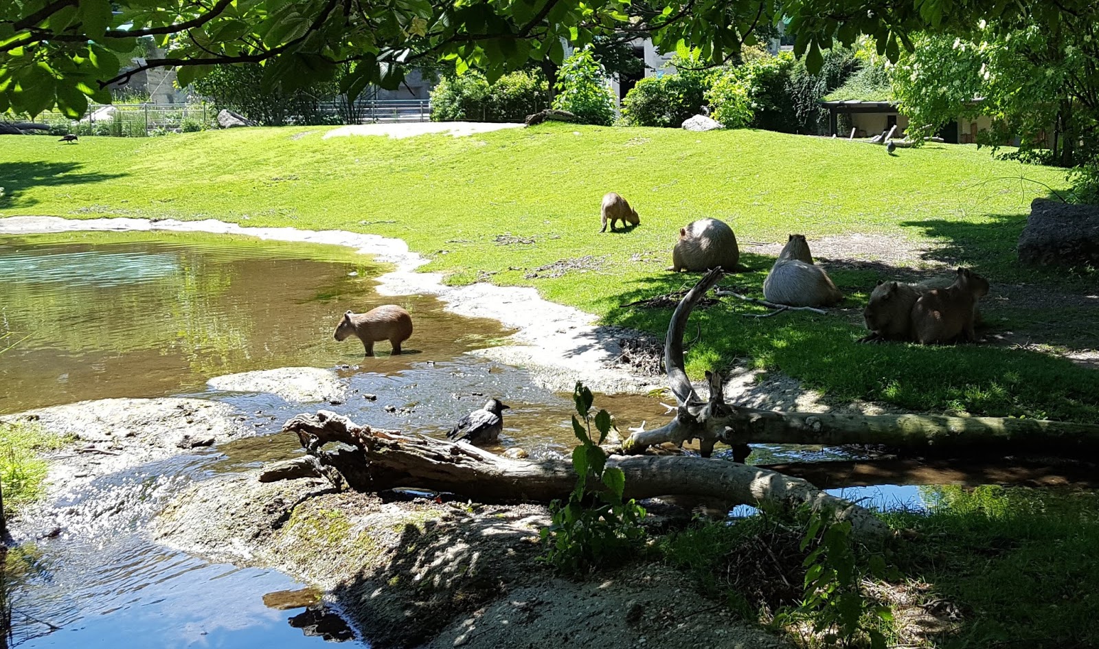 Зоопарк вена Зоопарк вена