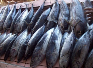 supplier ikan tuna seafood di jakarta