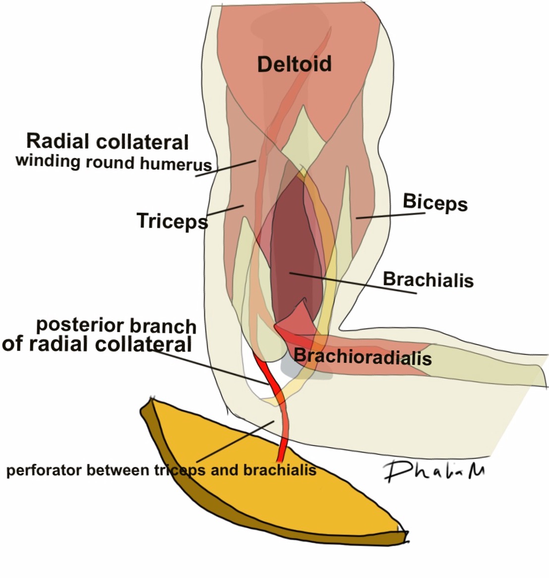 MI4 (Microsurgery Institute 4) Head and Neck