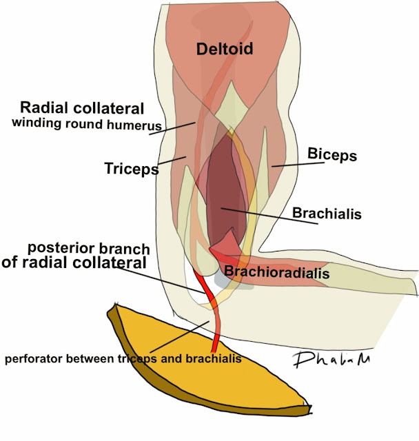 MI4 (Microsurgery Institute 4) Head and Neck