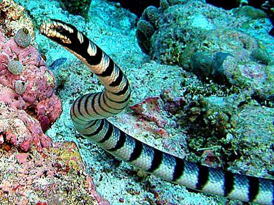 http://3.bp.blogspot.com/-mkcB0M403nc/TfZxhdFb3GI/AAAAAAAAD0M/wz65gZlnI5o/s1600/snake+belchers+sea+snake.jpg