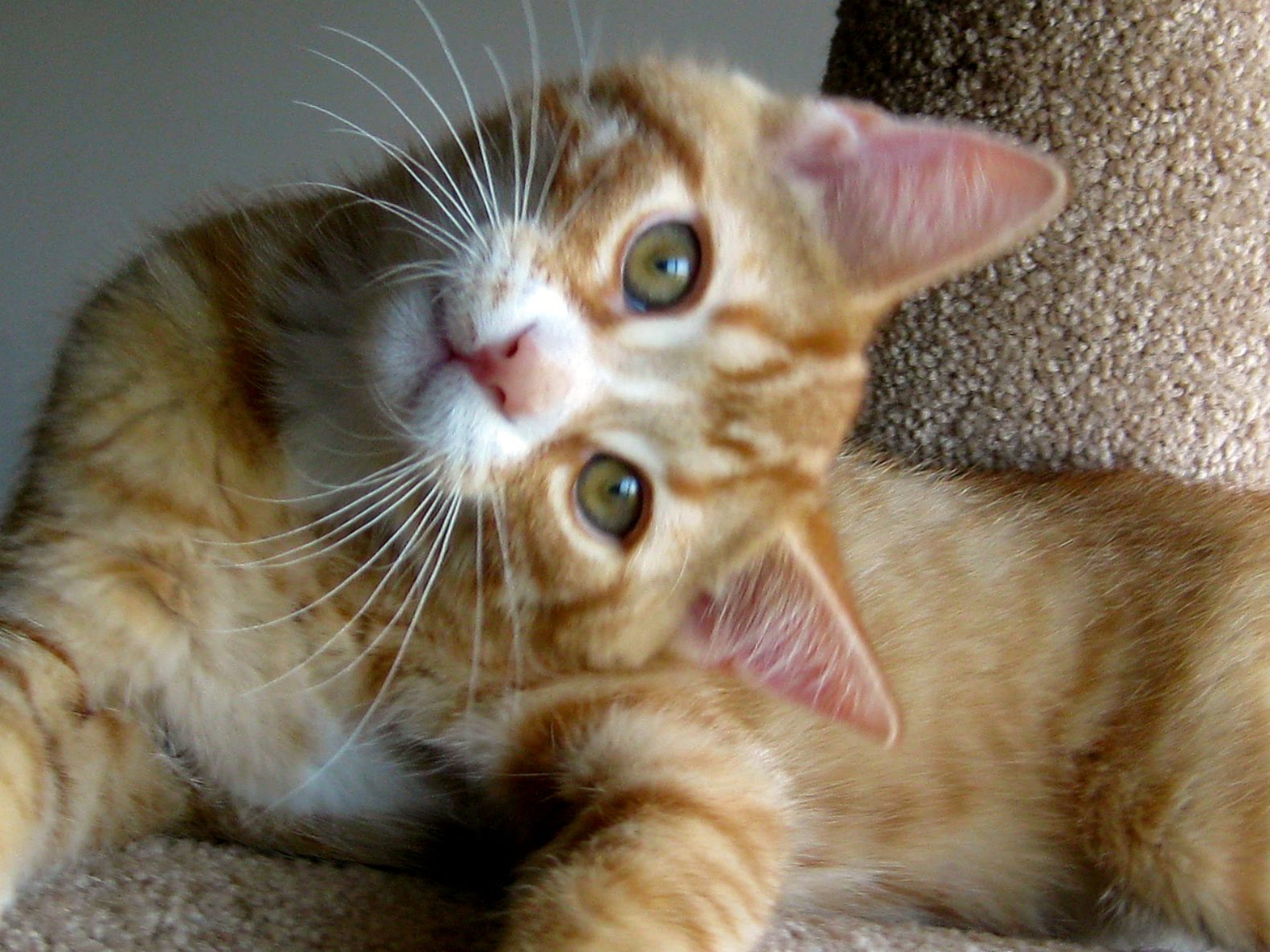 виноватые коты. коты. смешной виноватый кот. обиженный кот. виноватый кот.