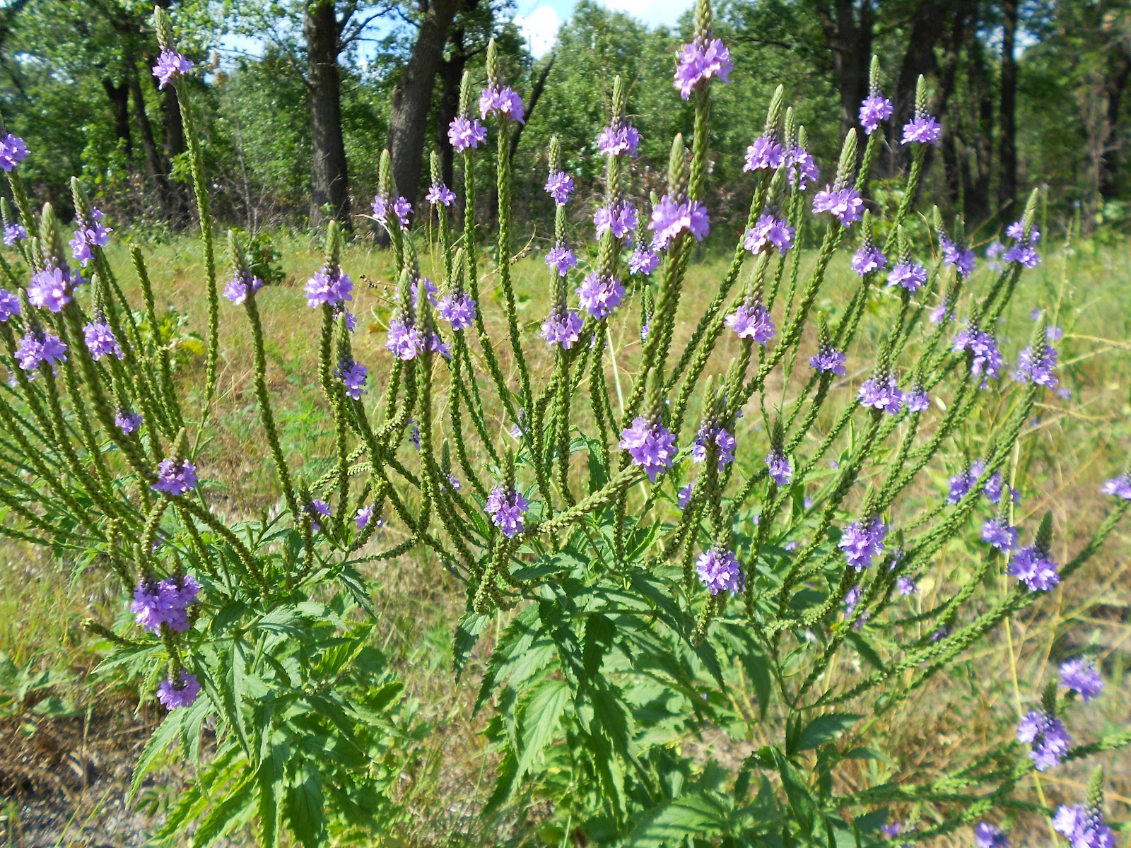 Elisabeth Fleischer Native Illinois Prairie Flowers