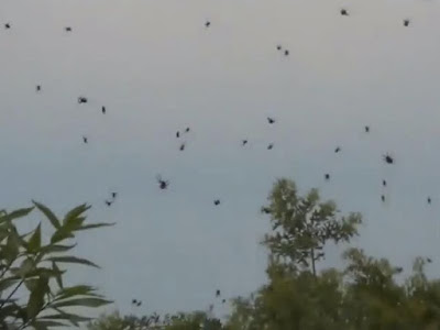 In Brazil, it rained from spiders Planet-Today.com