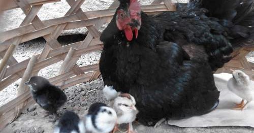 No Togel Mimpi Ayam Masuk Rumah
, Tafsir Arti Mimpi Tentang Ayam Terlengkap Dan Penting Perlu Kamu Ketahui Mentari Bali Holiday