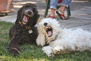 Funny Laughing Dogs