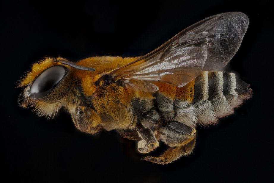 Megachile lanata, GTMO Cuba, Female
