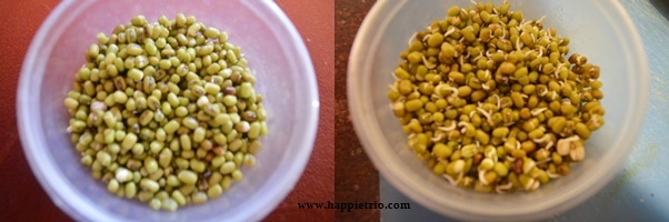 Step 2 - Green Gram Sprouts | Mung Bean Sprouts | How to sprout Green Gram