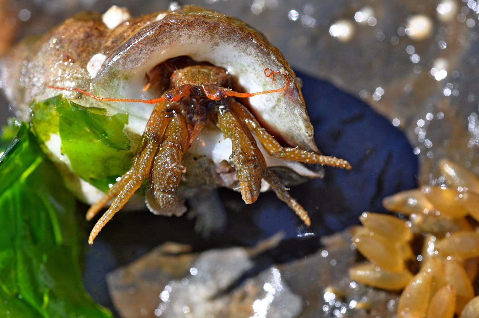 Краб дафния. Краб в стеклянной раковине. Flower Egg Crabs. Crab Eggs. Hermit Crab Monster girl.