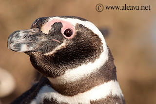 Pingüinos llegan a Punta Tombo Patagonia Argentina