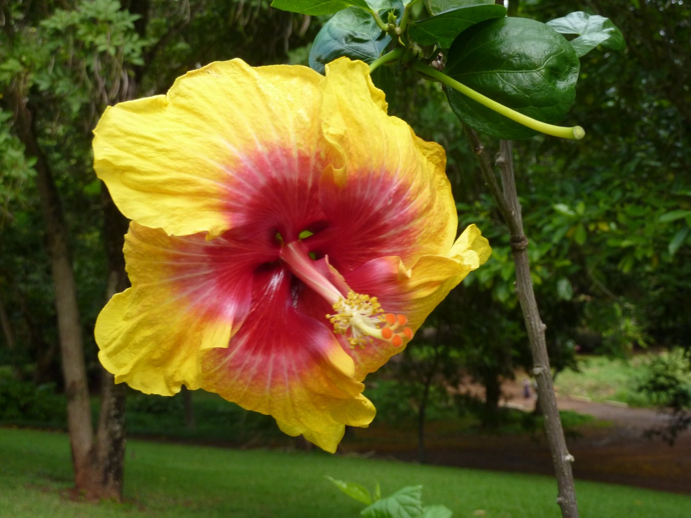 The Road Goes Ever On McBryde Garden/National Tropical Botanical Garden