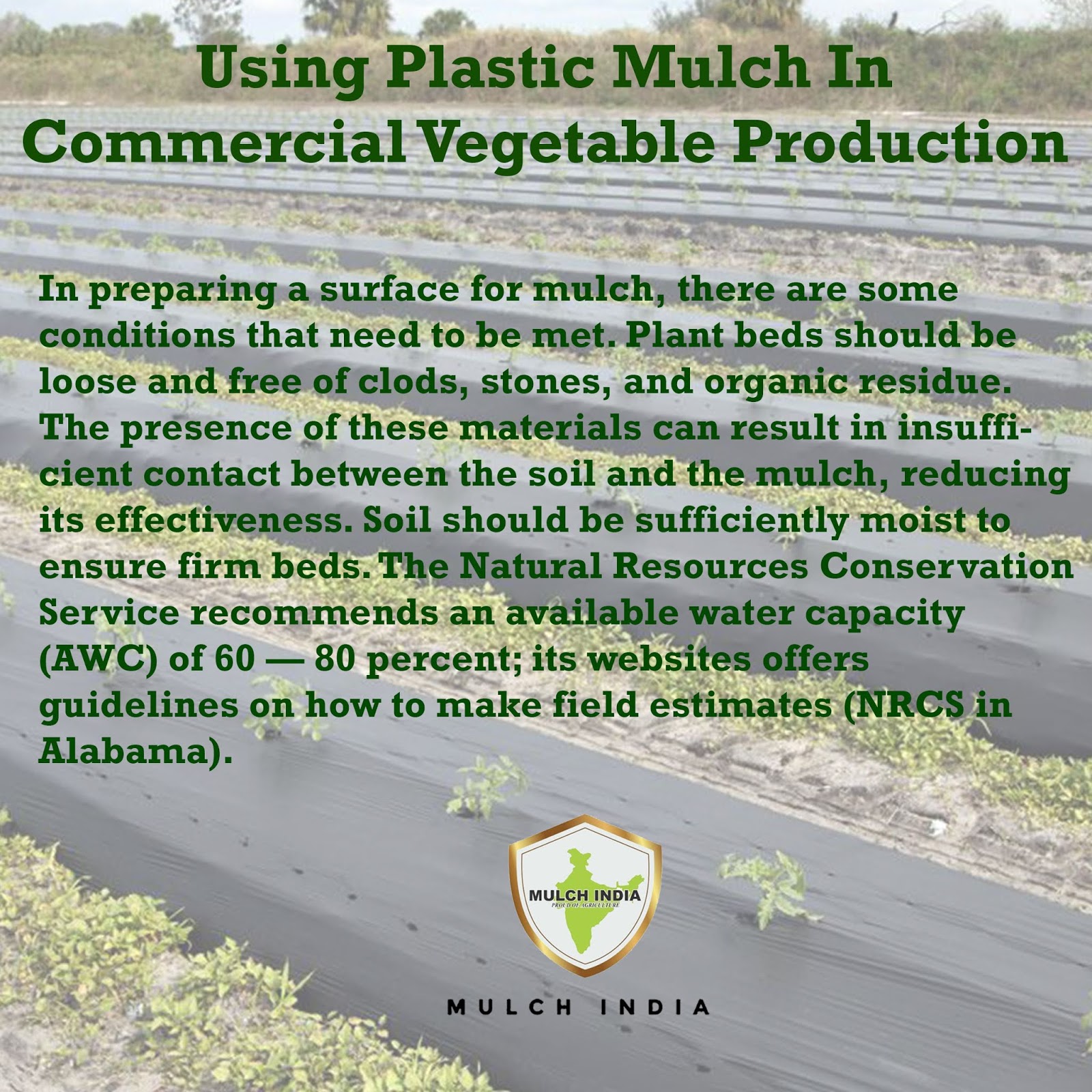 MulchIndia Using Plastic Mulch in Commercial Vegetable Production