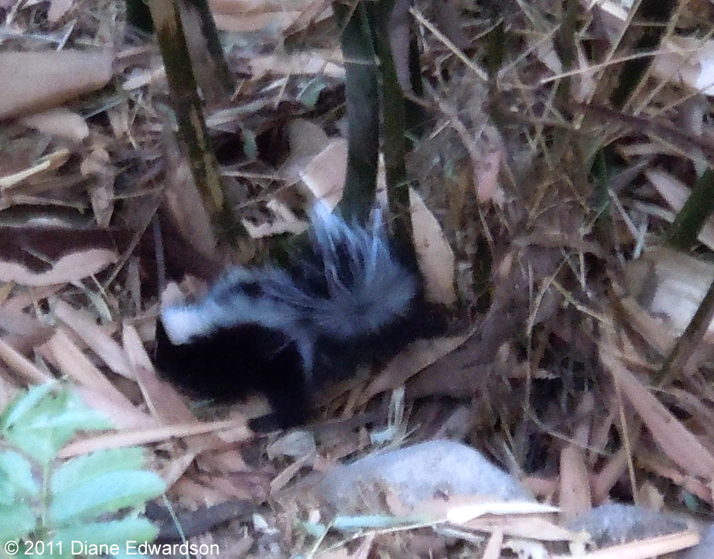 Corralitas Red Car Property June 2011