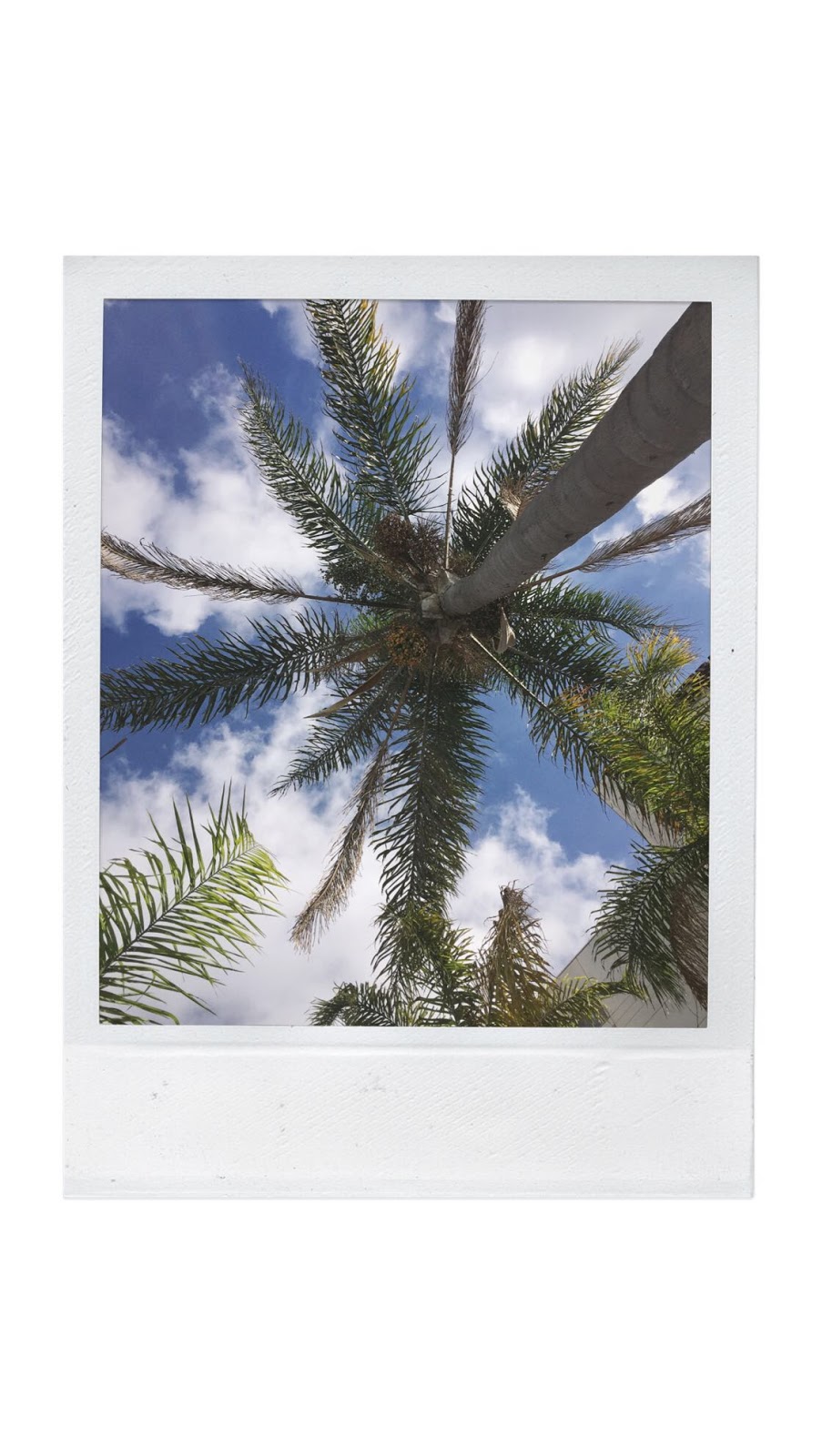 Los Angeles travel diary vancouver blogger aleesha harris travel style palm trees