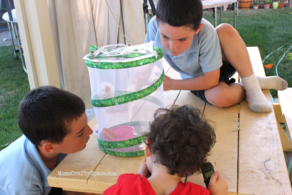 kids watching their butterflies grow