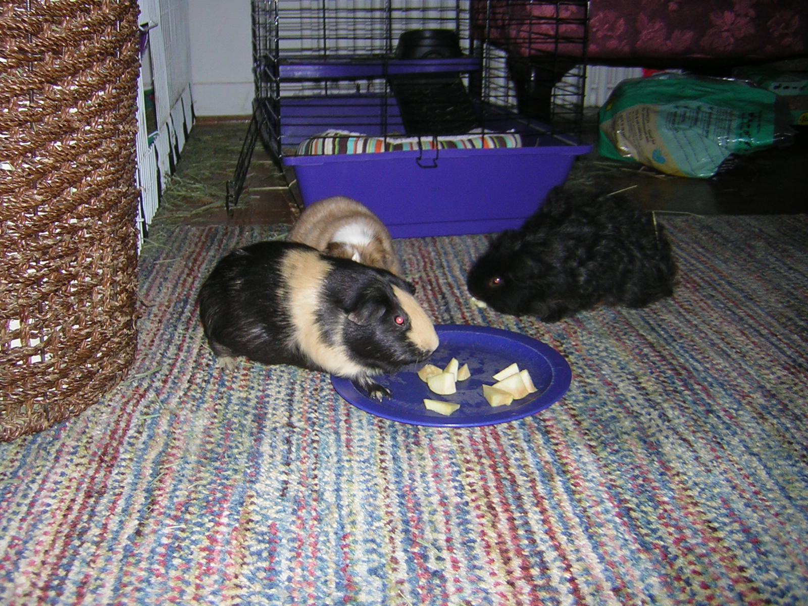 Cavy Savvy A Guinea Pig Blog Can Guinea Pigs Eat Quince?