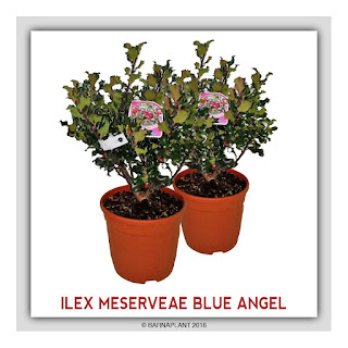 Ilex-Meserveae-Blue-Angel
