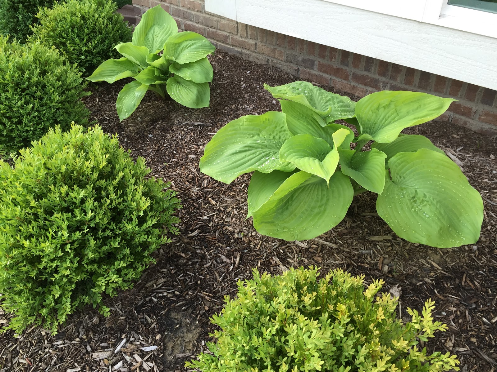 Garden Bloggers' Bloom Day May 2015 [Backyard Neophyte Landscaping Blog]