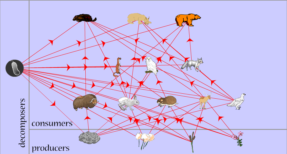 Arctic Fox Food  Diagram