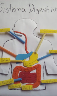 maqueta del sistema digestivo con fomy, maqueta de la digestion